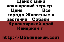 Щенок мини иокширский терьер › Цена ­ 10 000 - Все города Животные и растения » Собаки   . Красноярский край,Кайеркан г.